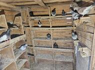 Grajewo ogłoszenia: Witam!
Likwiduje gołębnik. Sprzedam wszystkie sztuki od razu.... - zdjęcie