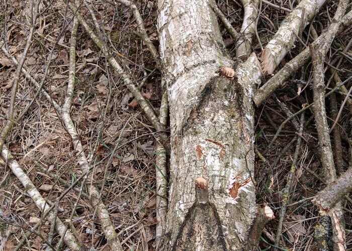 Grajewo ogłoszenia: Witam sprzedam brzoze pocięta w pieńki lub na metry cena 220/250